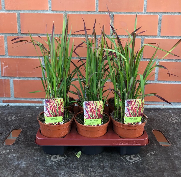 Imperata cylindrica 'Red Baron' T 14