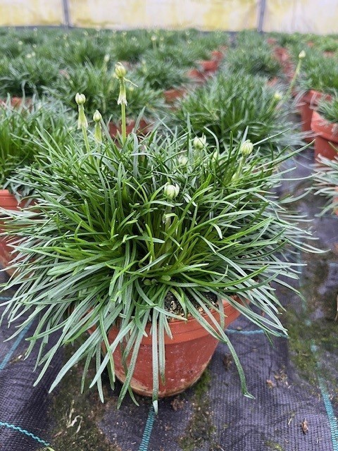 Armeria  maritima   T 15   Tontopf