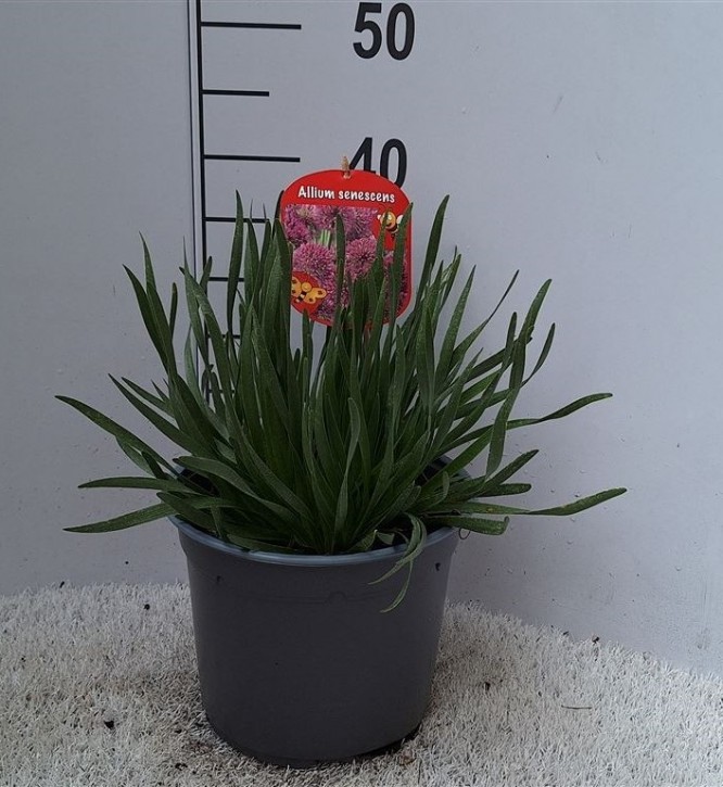Allium senescens 'Millenium'   T 23