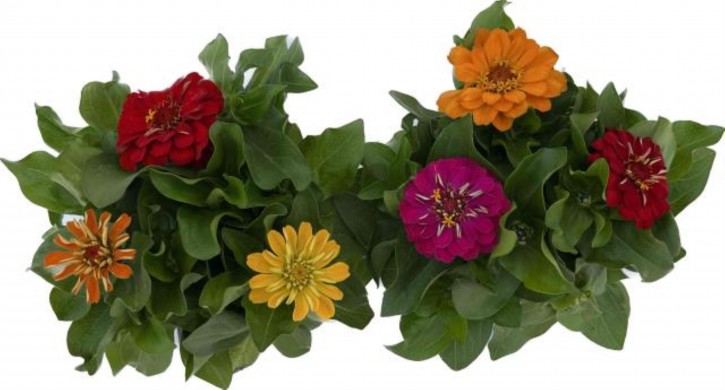 Zinnia elegans T 13 TRIO