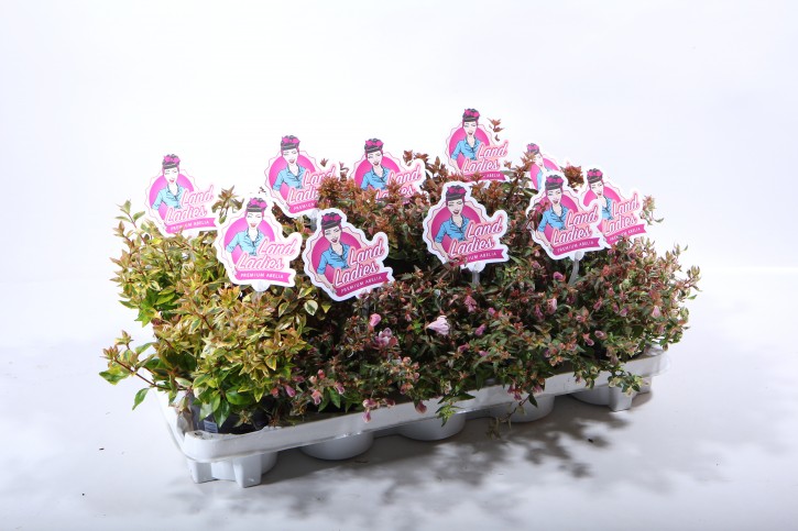 Abelia grandiflora LAND LADIES   T 11  MIX-Palette