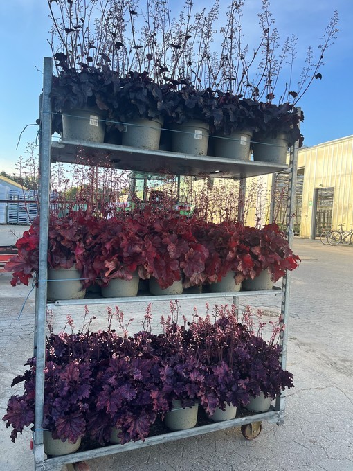 Heuchera-Hybriden   T 23   MIX-Lage