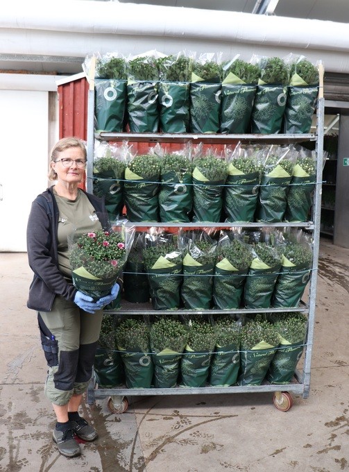 Dendranthema-Grandiflorum-Hybrid   T 17   GardenMums®   MIX-Lage