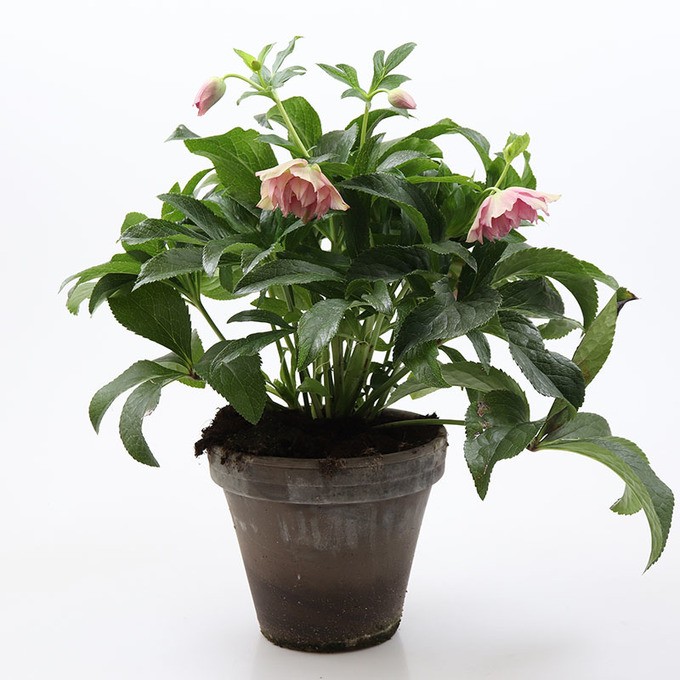 Helleborus orientalis   'Vera'   T 20   Tontopf