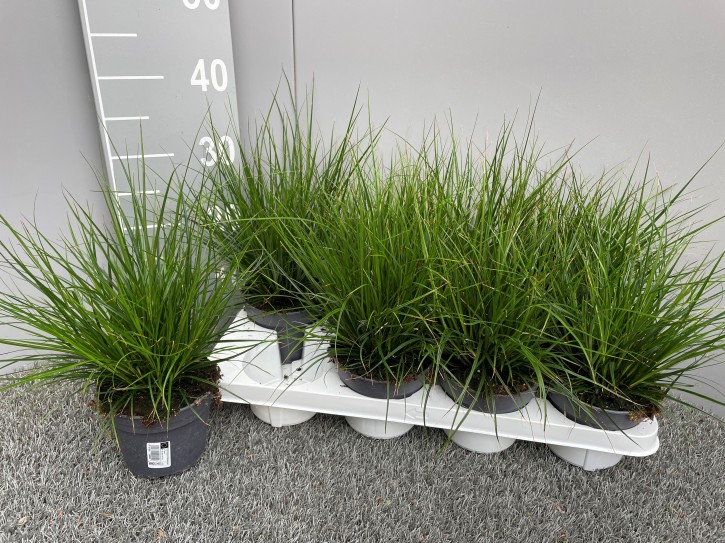 Carex brunnea 'Racing Green'  T 13