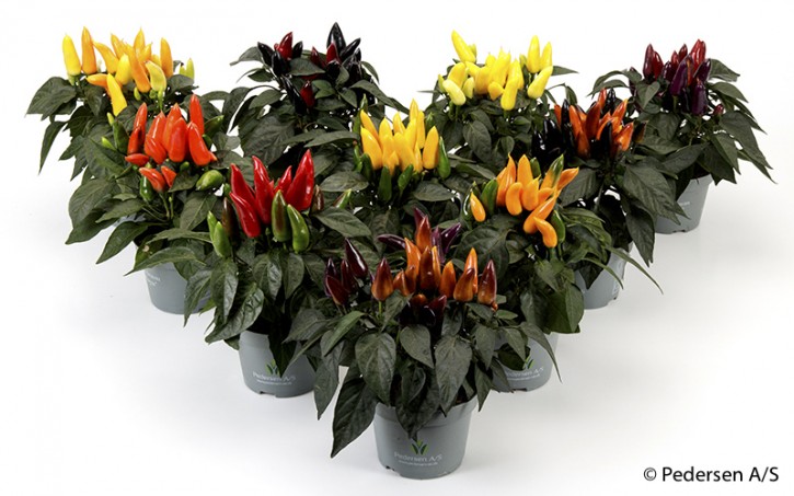 Capsicum anuum 'Limbo' T 10,5 MIX