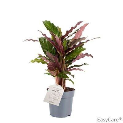 Calathea rufibarba T 11