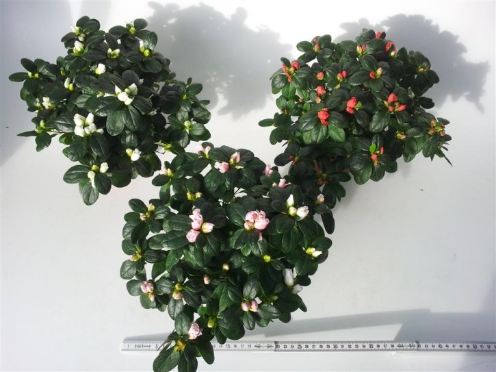 Rhododendron simsii T 12 (20-22,5) PINK