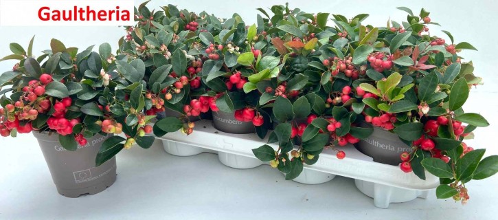 Gaultheria procumbens 'Big Berry'   T 11,5