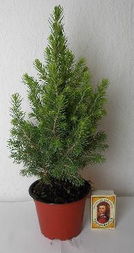 Picea glauca 'Perfecta'   T 9