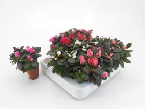 Rhododendron simsii  T 6   Mini MIX