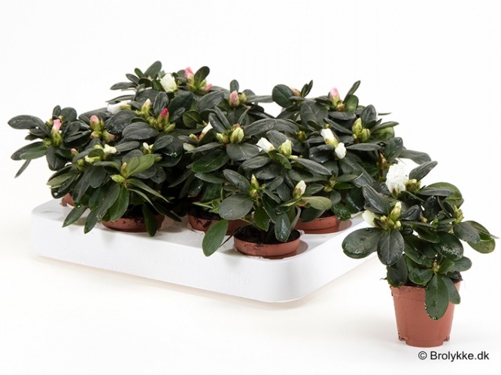 Rhododendron simsii  T 6   Mini MIX