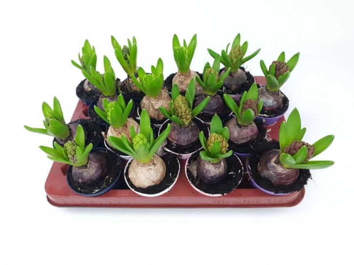 Hyacinthus orientalis   T 8   (1 ppp)   MIX