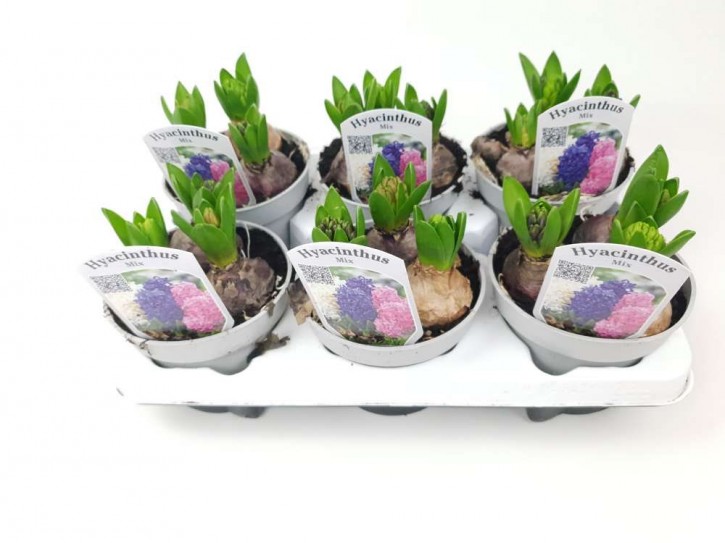 Hyacinthus orientalis   T 13   (3 ppp)   TRIO