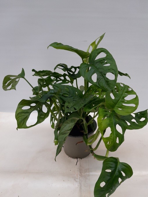 Monstera adansonii T 12