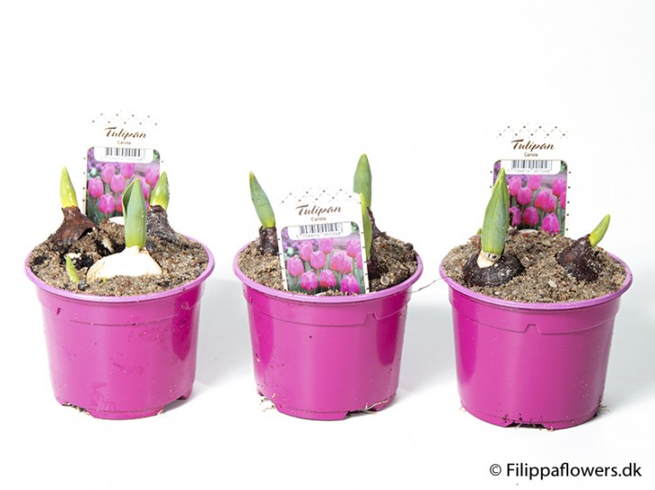 Tulipa Hybriden 'Carola' (pink) T 10