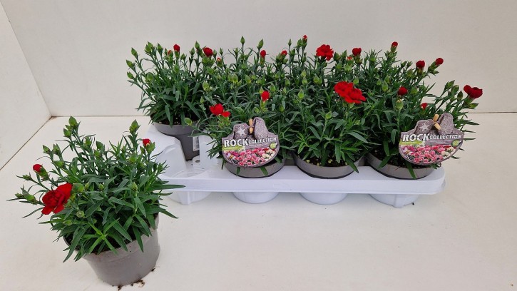 Dianthus caryophyllus SuperTrouper®   T 13   'Sangre'
