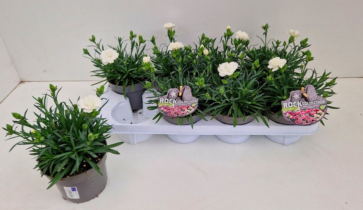Dianthus caryophyllus SuperTrouper®   T 13   'Whitney'