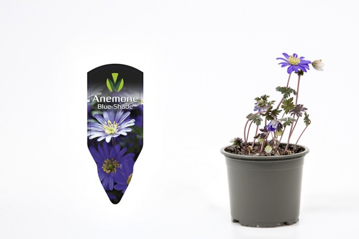 Anemone blanda   'Blue Shades'   T 9