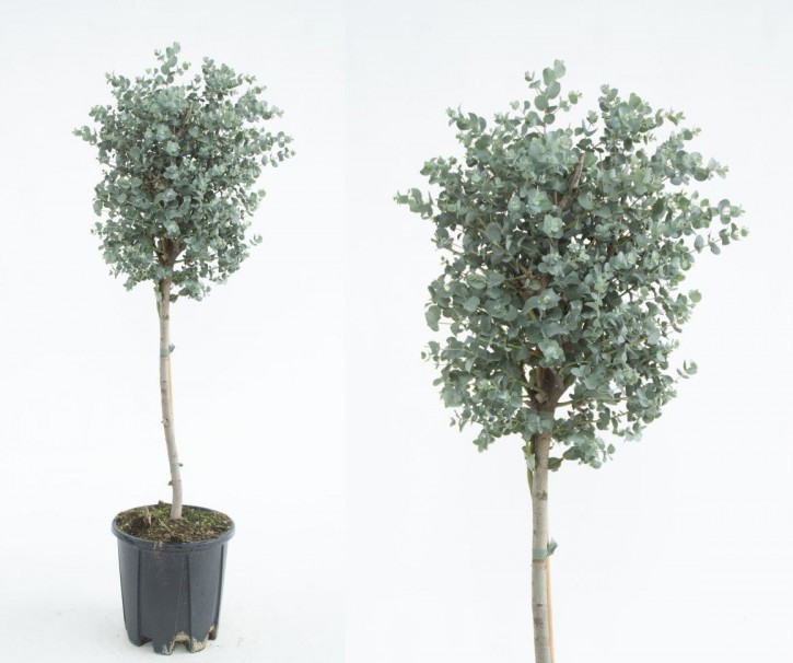 Eucalyptus gunnii T 21  Stamm   110 cm