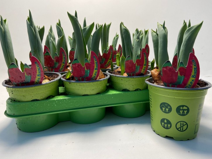 Tulipa-Hybriden T 11 (3 ppp) BORDEAUX grüner Topf