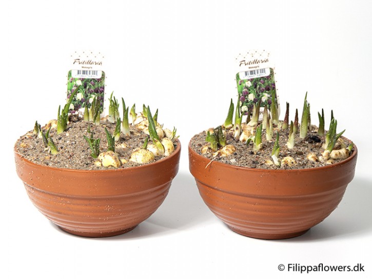 Fritillaria meleagris T 15   Tonschale