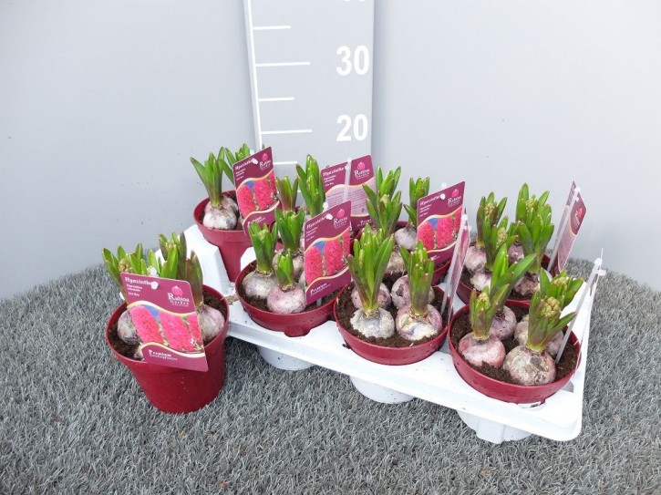Hyacinthus orientalis  'Jan Bos'  T 13   (4 ppp)