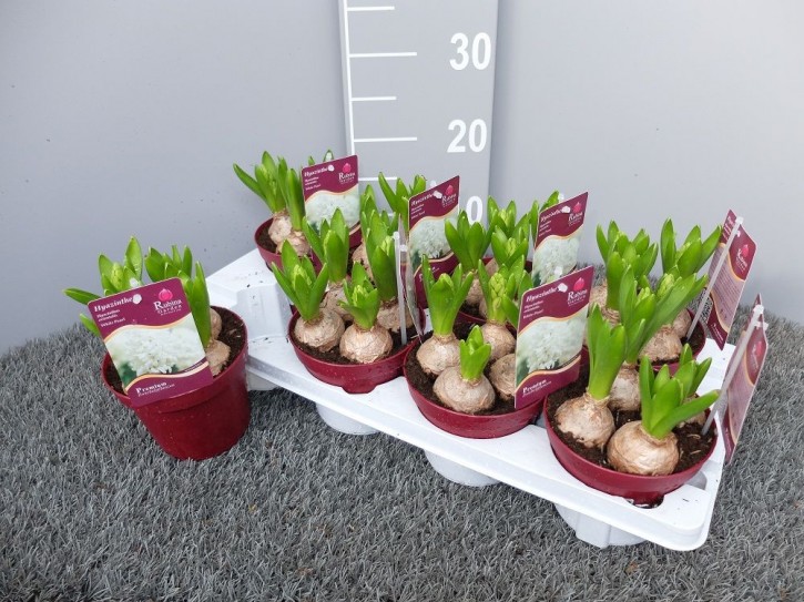 Hyacinthus orientalis  'White Pearl'  T 13   (4 ppp)