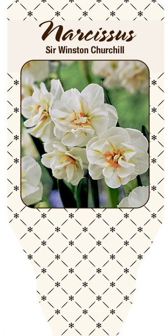 Narcissus T 11 'Sir Winston Churchill'