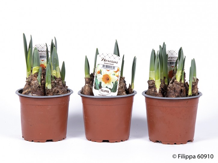 Narcissus T 11 'Sempre Avanti'  weiß, orange Mitte