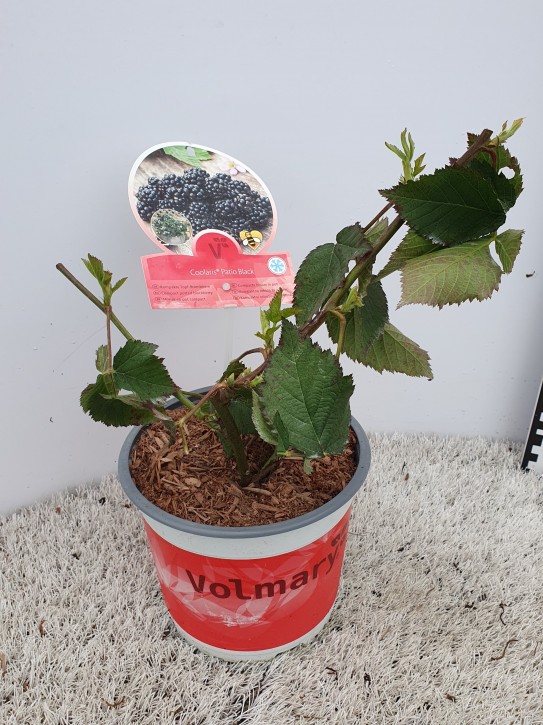 Rubus fruticosus 'Coolaris®PatioBlack'   T 19