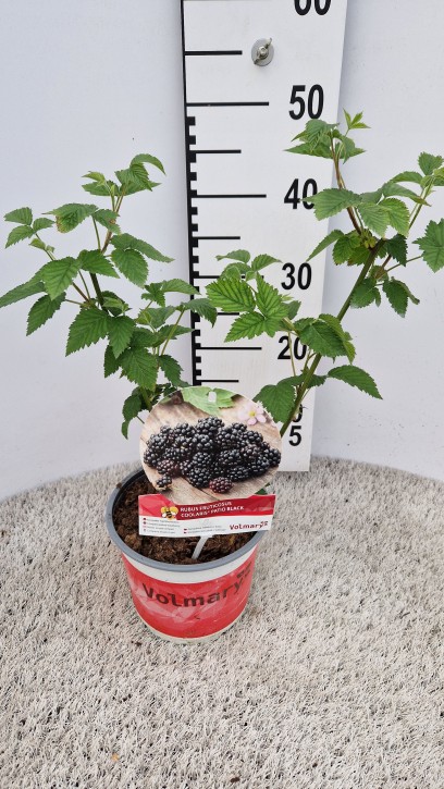 Rubus fruticosus 'Coolaris®PatioBlack'   T 19
