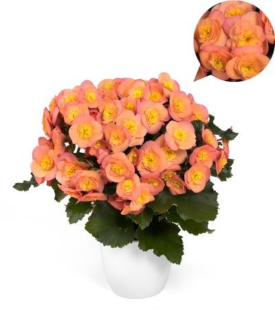 Begonia-Elatior-Hybriden T 13 'Hailey®Peach'   (orange)