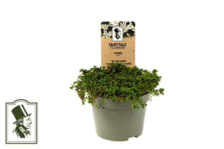 Thymus serpyllum 'Albus'    T 10,5