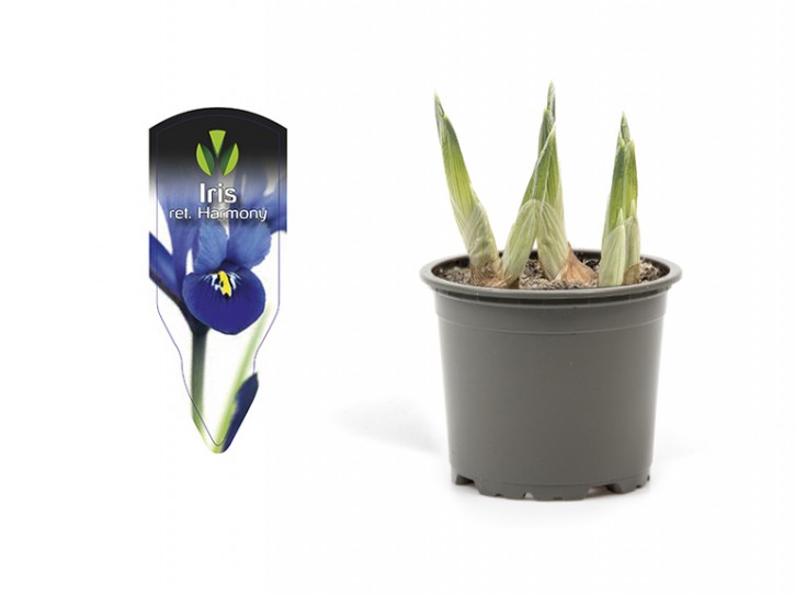 Iris reticulata 'Harmony'   T 9