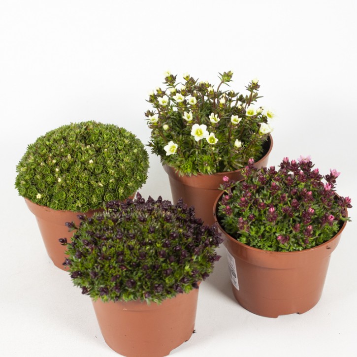 Saxifraga-Arendsii-Hybriden T 12 MIX