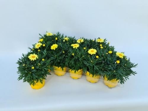 Argyranthemum frutescens T 10,5   'Crazy Daisy' GELB