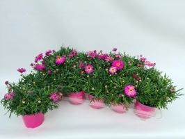 Argyranthemum frutescens T 10,5   'Crazy Daisy' ROSA