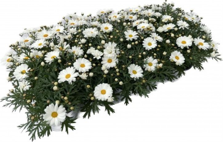 Argyranthemum frutescens T 10,5   'Crazy Daisy' WEISS