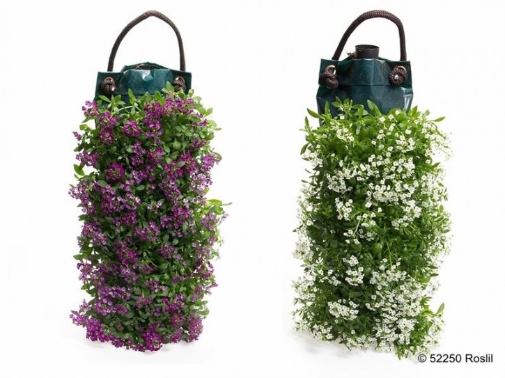 Lobularia maritima im Hängesack