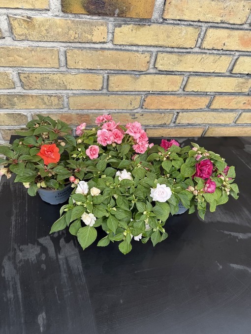 Impatiens walleriana 'Fiesta' T 12 Mix