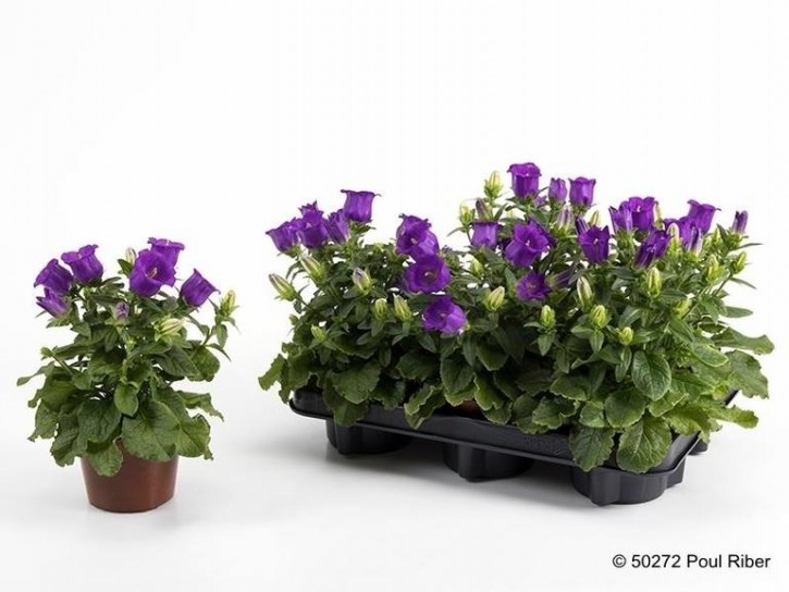 Campanula medium   T 11   BLAU