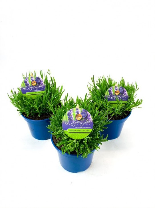 Lavendula angustifolia 'Essence Purple' T 17