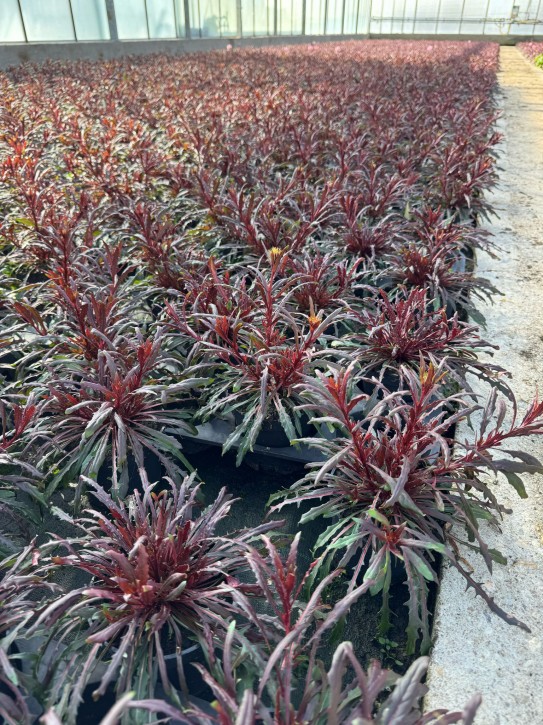 Gaura lindheimeri T 12 MIX