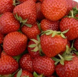 Erdbeere T 9,5 'Renaissance'