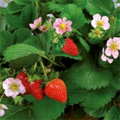 Erdbeere T 9,5 'Pinkana'