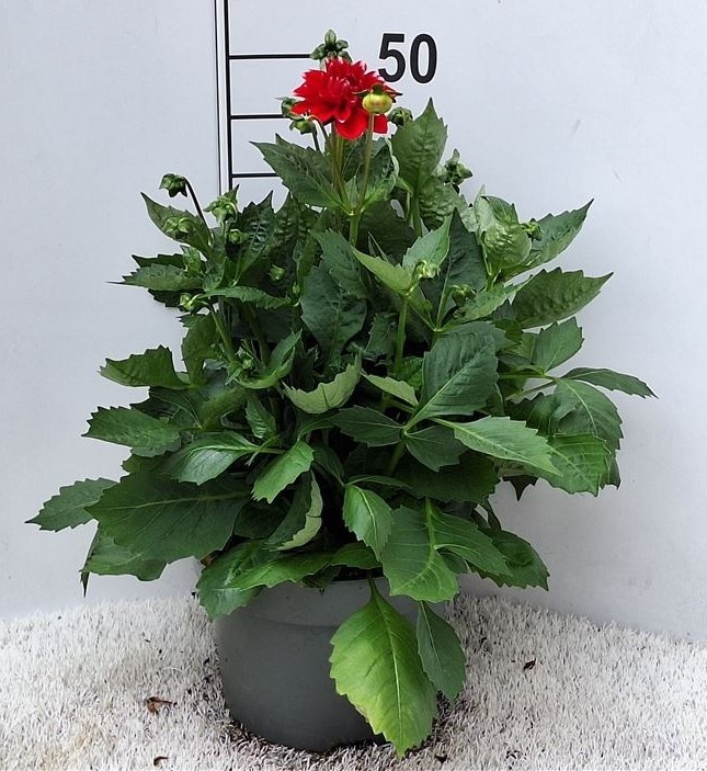 Dahlia-Hybriden T 23  MIX