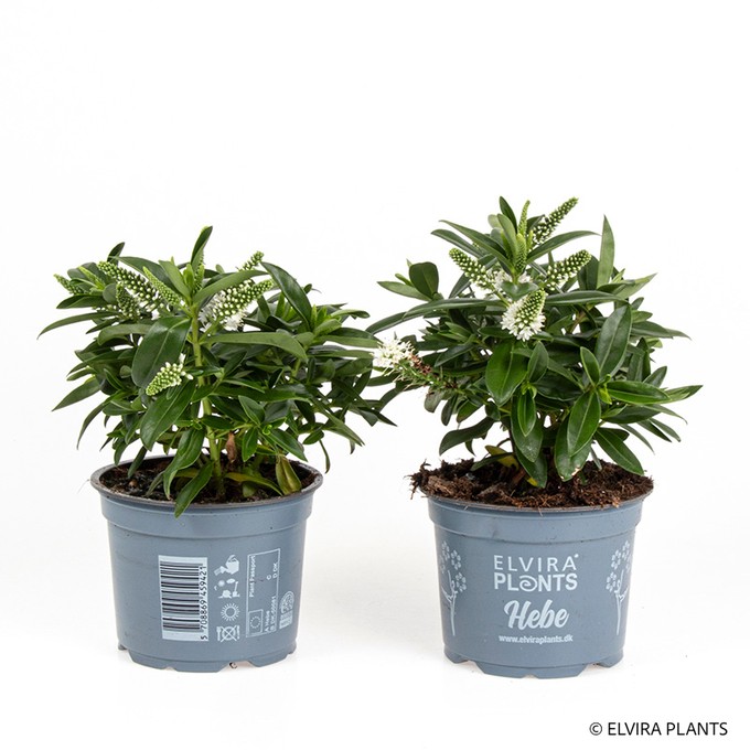Hebe andersonii   T 10,5   WEISS