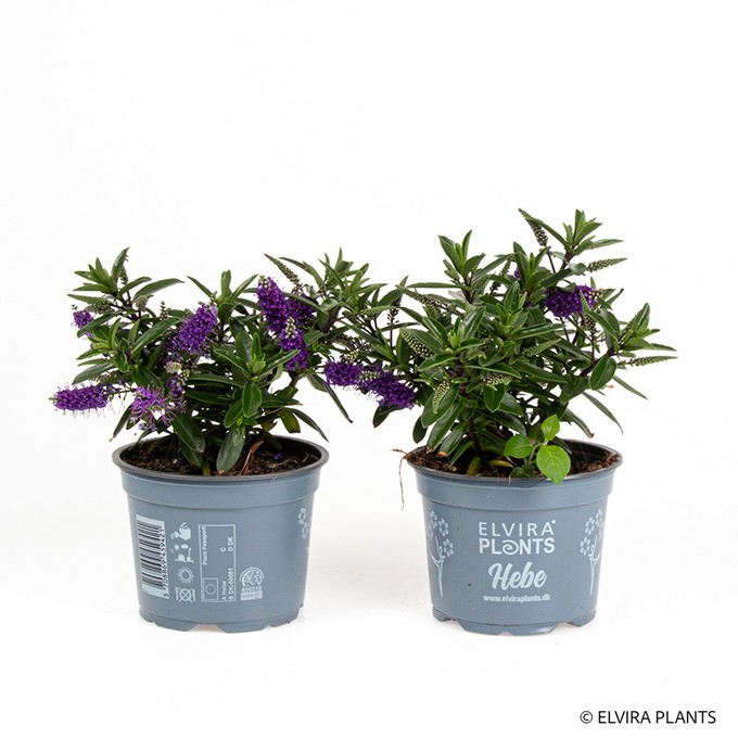 Hebe andersonii   T 12   LILA
