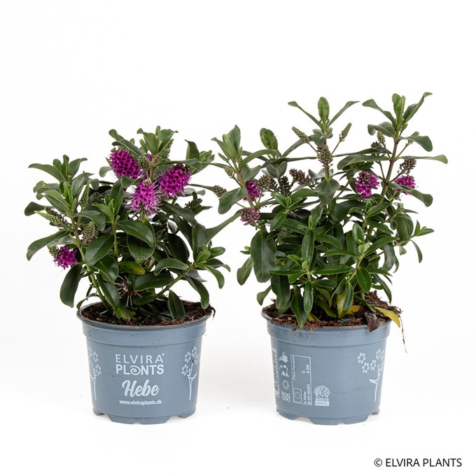 Hebe andersonii   T 12   ROT
